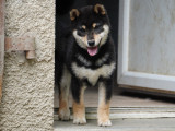 Chiot Shiba Inu LOF à réserver