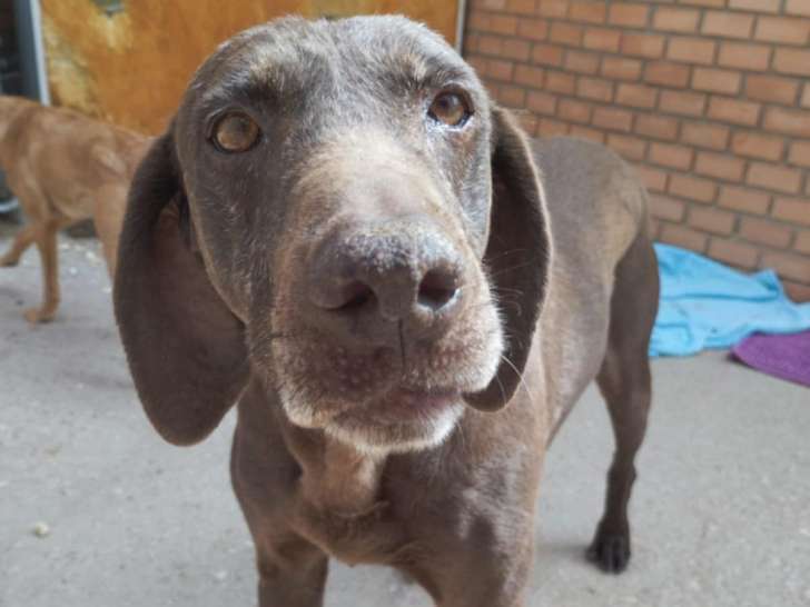 Urgence : Femelle Braque Allemand à adopter