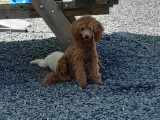 Chiot Caniche toy abricot à vendre