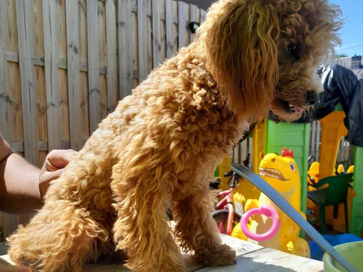 Chiot Caniche toy abricot à vendre