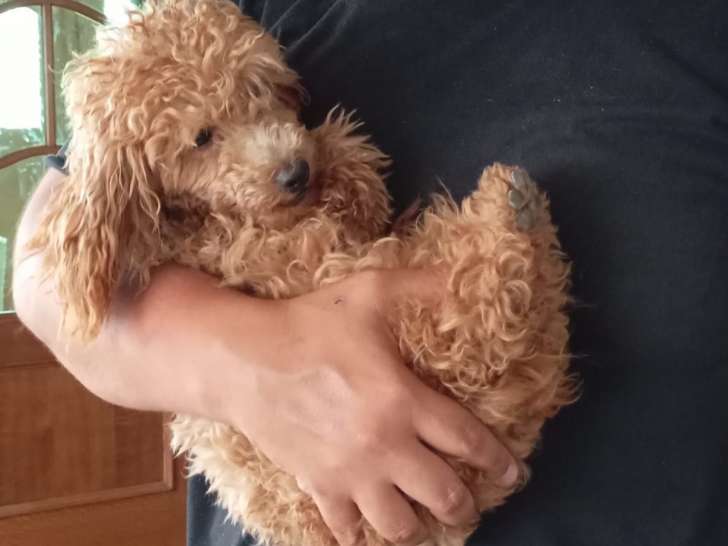 Caniche toy abricot à vendre