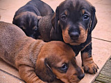 Chiots Teckel Nain à poil dur à vendre