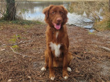 Mâle Retriever de la Nouvelle-Écosse disponible pour saillie