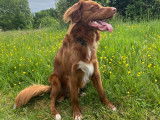 Mâle Retriever de la Nouvelle-Écosse disponible pour saillie