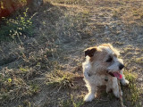 Crumble, chien croisé Fox de 3 ans à donner