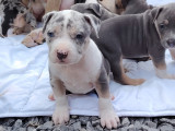 Chiots American Bully XL et XXL à vendre