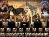 Chiots American Bully XL et XXL à vendre