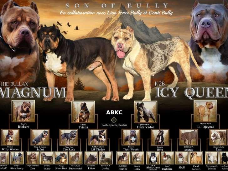 Chiots American Bully XL et XXL à vendre