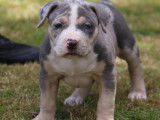 Chiots American Bully XL et XXL à vendre