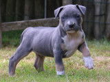 Chiots American Bully XL et XXL à vendre