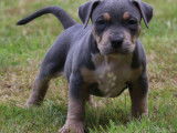 Chiots American Bully XL et XXL à vendre