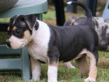 Chiots American Bully XL et XXL à vendre