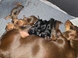 Chiots de race Teckel à vendre (3 femelles & 3 mâles)