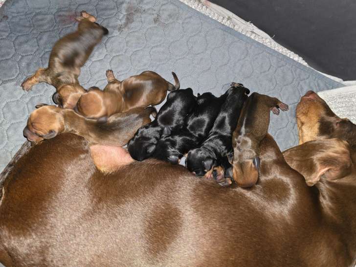 Chiots de race Teckel à vendre (3 femelles & 3 mâles)