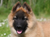 Chiot Berger Belge Tervueren à vendre
