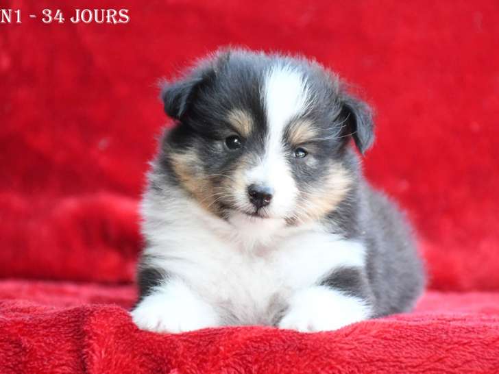 Chiot Bergers des Shetland LOF à vendre