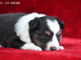 Chiot femelle Berger des Shetland LOF à vendre