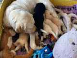 Chiots Labrador croisés Berger à vendre