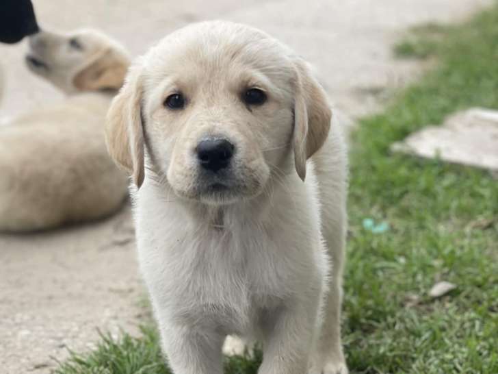 Chiots Labrador croisés Berger à vendre