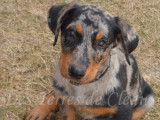 Argan, magnifique chiot Beauceron arlequin inscrit au LOF à vendre