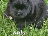 Chiots de race Chow Chow à vendre (3 femelles & 1 mâle)