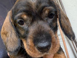 Chiots Teckel à poil dur standard à vendre
