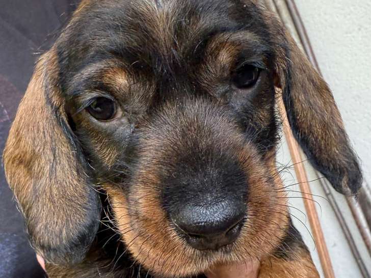 Chiots Teckel à poil dur standard à vendre