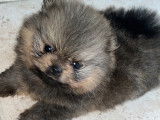 Superbes chiots Spitz Allemand Nain LOF à vendre