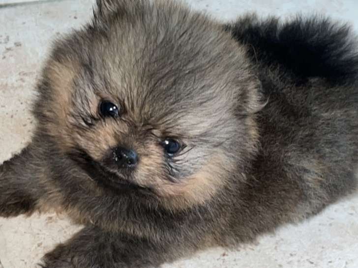 Superbes chiots Spitz Allemand Nain LOF à vendre