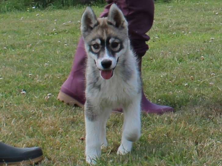 Femelle gris loup Alya