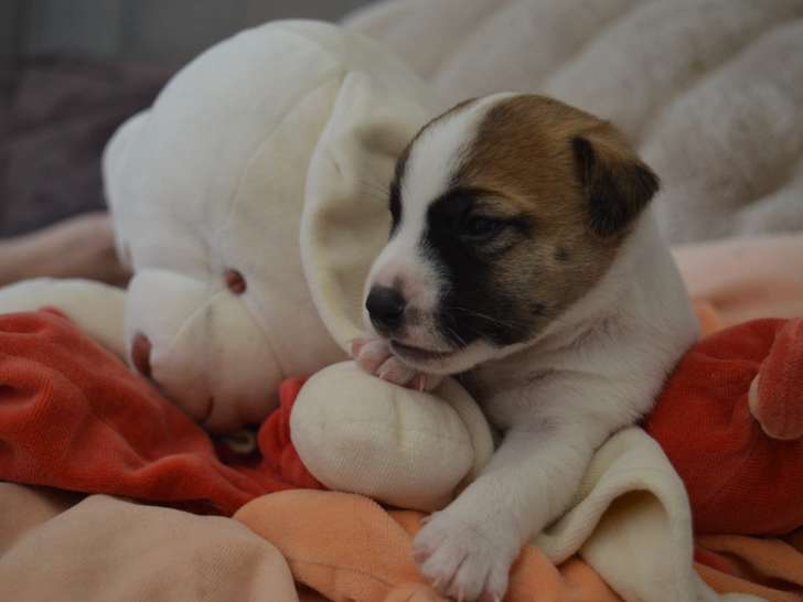 Superbes chiots Jack Russell Terrier LOF à vendre