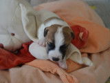 Superbes chiots Jack Russell Terrier LOF à vendre