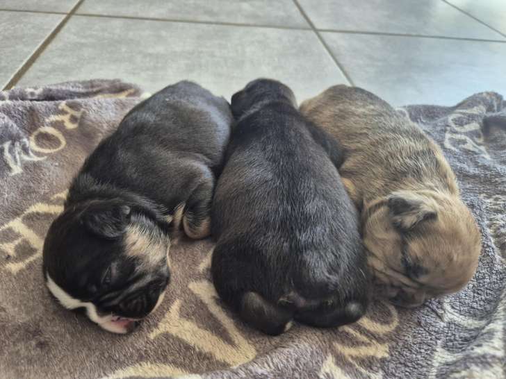 Chiots Bouledogue Français exotiques à vendre
