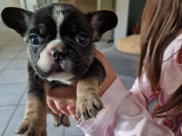 Chiots Bouledogue Français exotiques à vendre