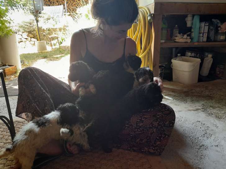 Moments câlins avec les bébés chiots (4 semaines)