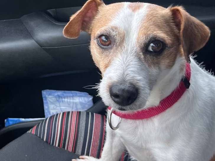 Mâle Jack Russel Terrier disponible pour saillie