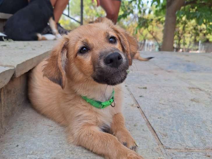 Cookie, chiot à adopter