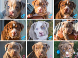 Superbes chiots American Bully XL à vendre