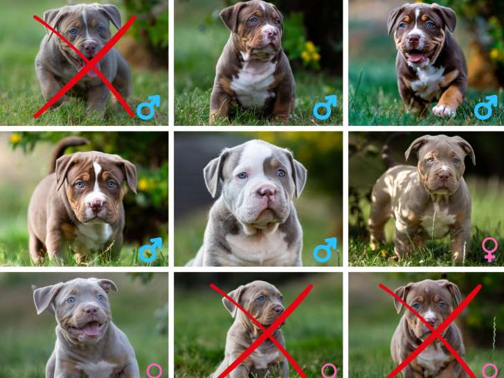 Superbes chiots American Bully XL à vendre
