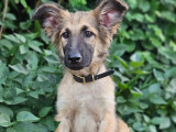 Chiot mâle beige en attente d'adoption