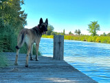 Chien adulte de race Berger Belge Malinois à donner