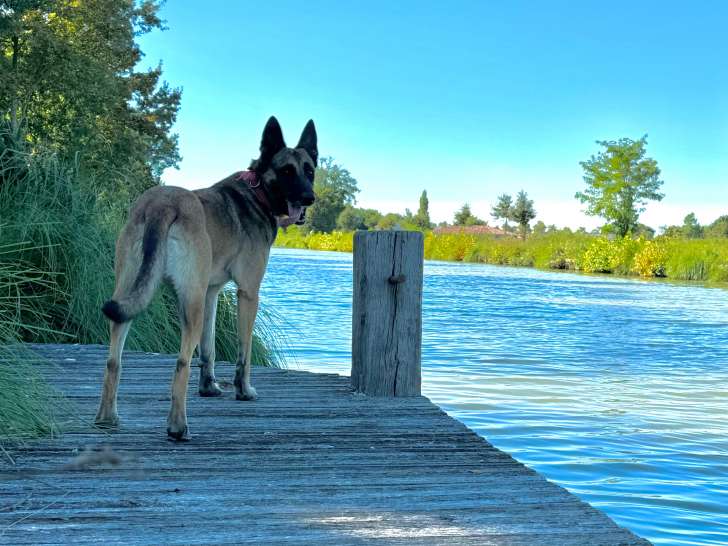 Chien adulte de race Berger Belge Malinois à donner