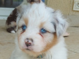Magnifiques chiots Berger Australien LOF à vendre