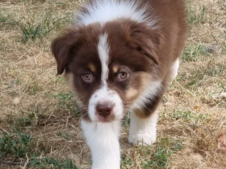 3 derniers magnifiques chiots Berger Australien LOF à vendre