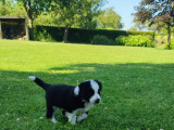 Chiots Border Collie à vendre