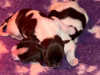 Chiots  Schapendoes marron et blanc à vendre