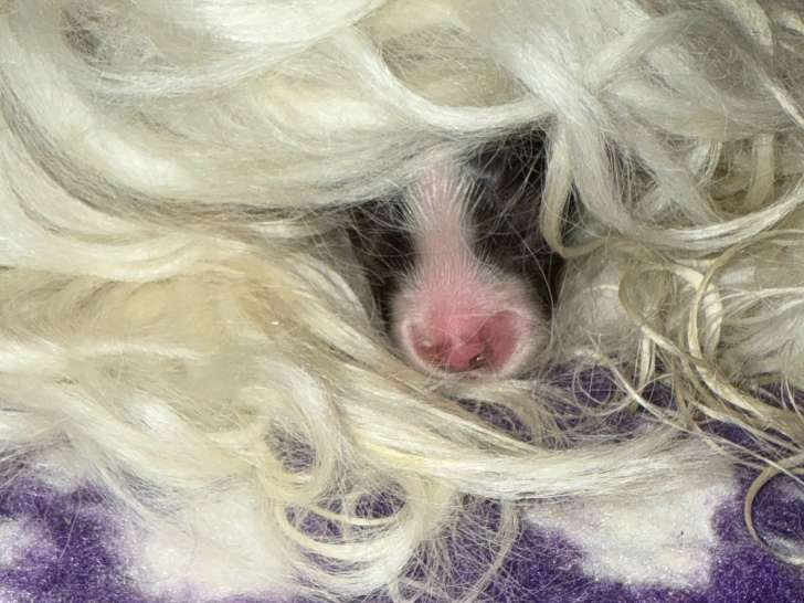 Chiots  Schapendoes disponibles