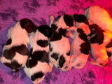 Chiots  Schapendoes disponibles