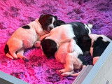 Chiots  Schapendoes disponibles