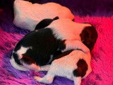 Chiots  Schapendoes disponibles